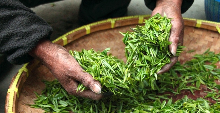 ALDI macht sich stark für nachhaltigen Teeanbau