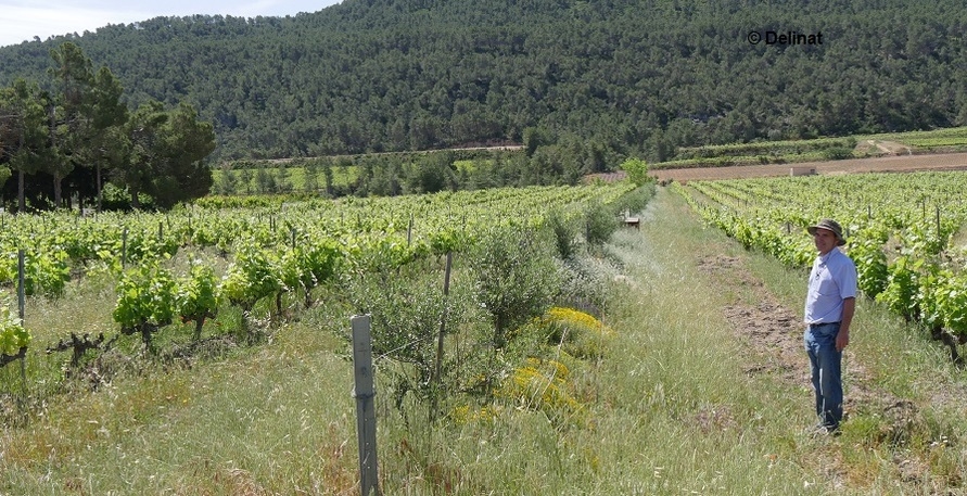 Die Delinat-Methode: Biodiversität, Wein-Abo und nachhaltige Produktion