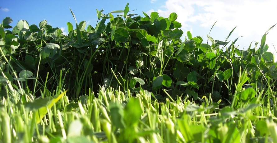 So bleibt der grüne Daumen grün: Dünger aus 100% Bio-Rohstoffen