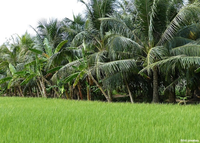 Palmöl - deshalb schadet der Rohstoff unserer Umwelt und so umgehst du ihn
