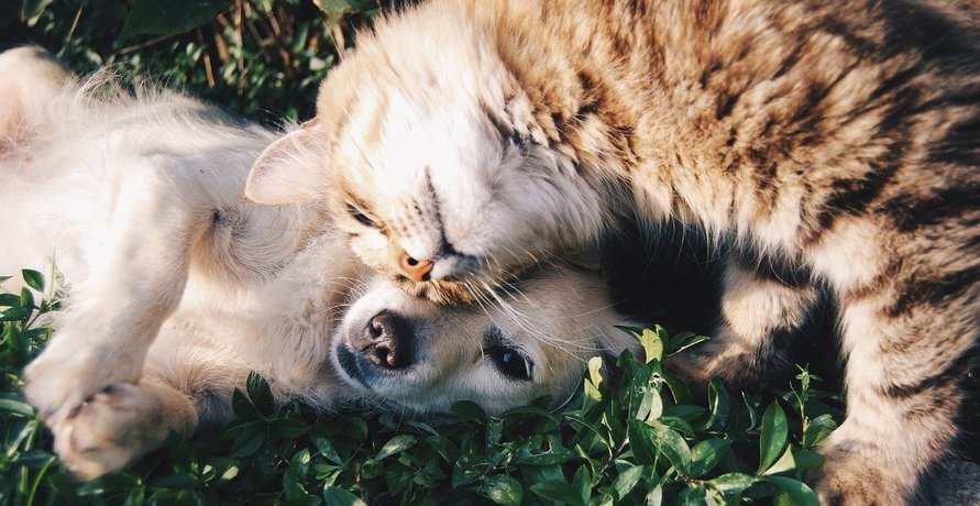 Bio Tierkost – Gesundheit und Genuss für dein Haustier