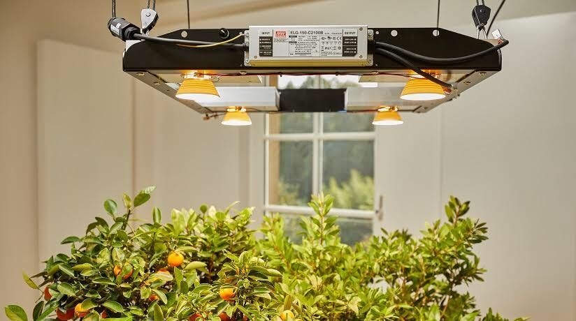 Pflanzenlampen für optimales Pflanzenwachstum mit wenig Energie