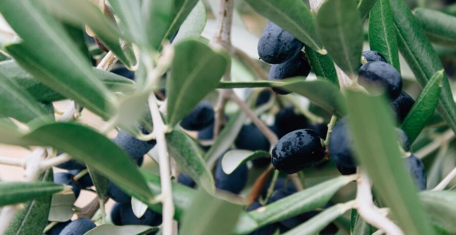 Schmackhafte, hochwertige Bio-Olivenöle – ein absolutes Must-Have in jeder Küche