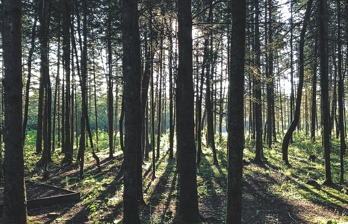 Starke Bäume geben starke Balken – Timberland-Investments bleiben stabil