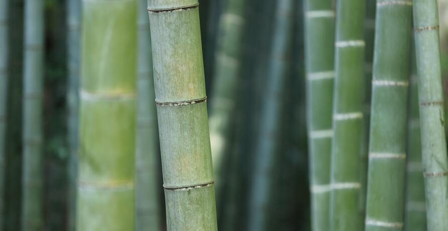 Bambus-Produkte - diese Alternativen sind plastikfrei und stylisch