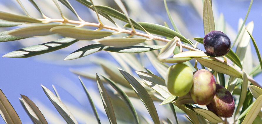 Gesund, lecker und ein Beauty Geheimnis – Naturtrübes Olivenöl mit griechischer Tradition