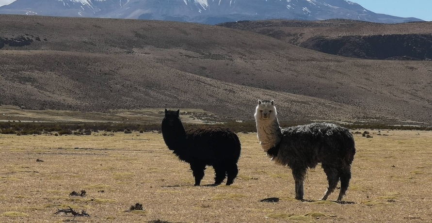 Kuschlig warm durch den Winter mit nachhaltiger Alpaka Mode von AlpacaOne