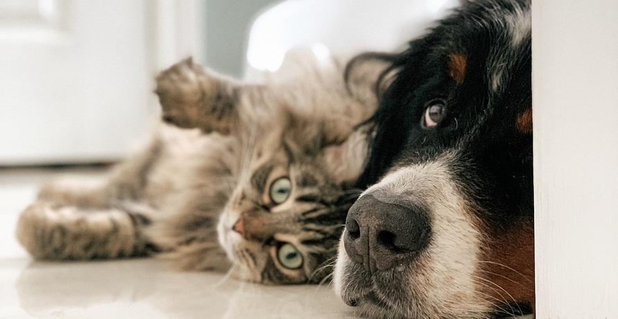 Yarrah erklärt: Warum Bio besser für Hund und Katze ist 