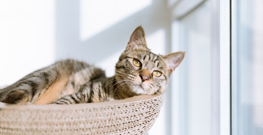Alles für die Katz: Warum Bio Katzenfutter besser ist