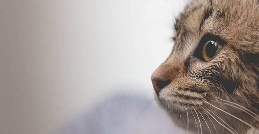 Neu bei Yarrah: Filets für Katzen im Portionsbeutel 