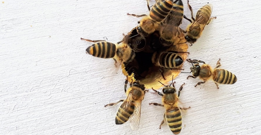Mission Bee: Bienen retten, ökologische Artenvielfalt erhalten