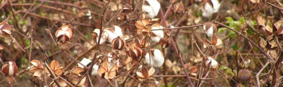 C&A bezieht nachhaltig produzierte Baumwolle von Cotton made in Africa