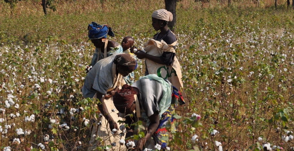 Baumwollinitiative weitet Aktivitäten in Südostafrika aus